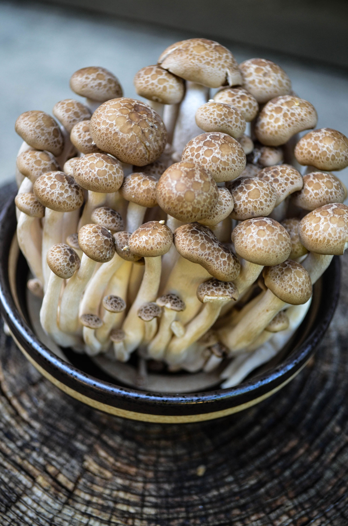 shimejibackground diversivore