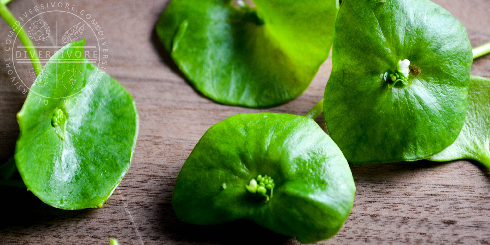 Featured image for “Miner’s Lettuce”