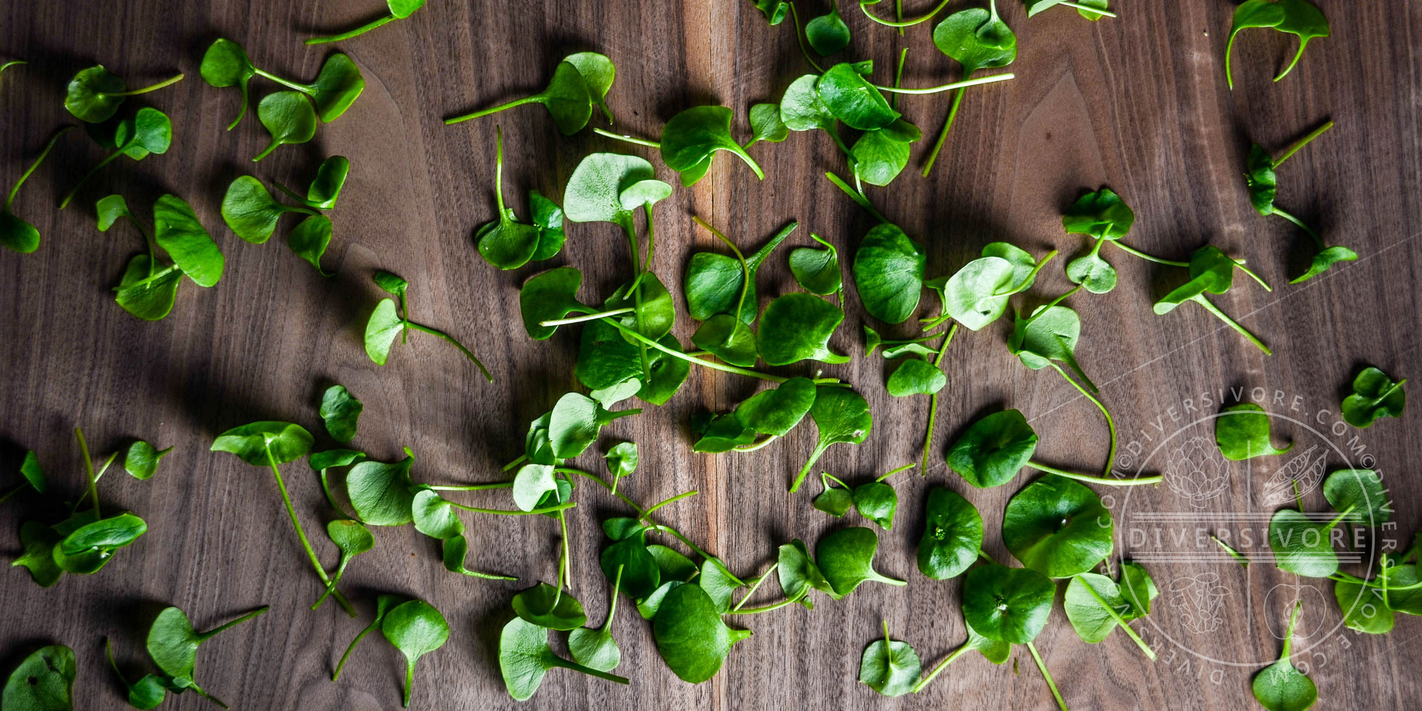 Miner’sLettuceleaves diversivore