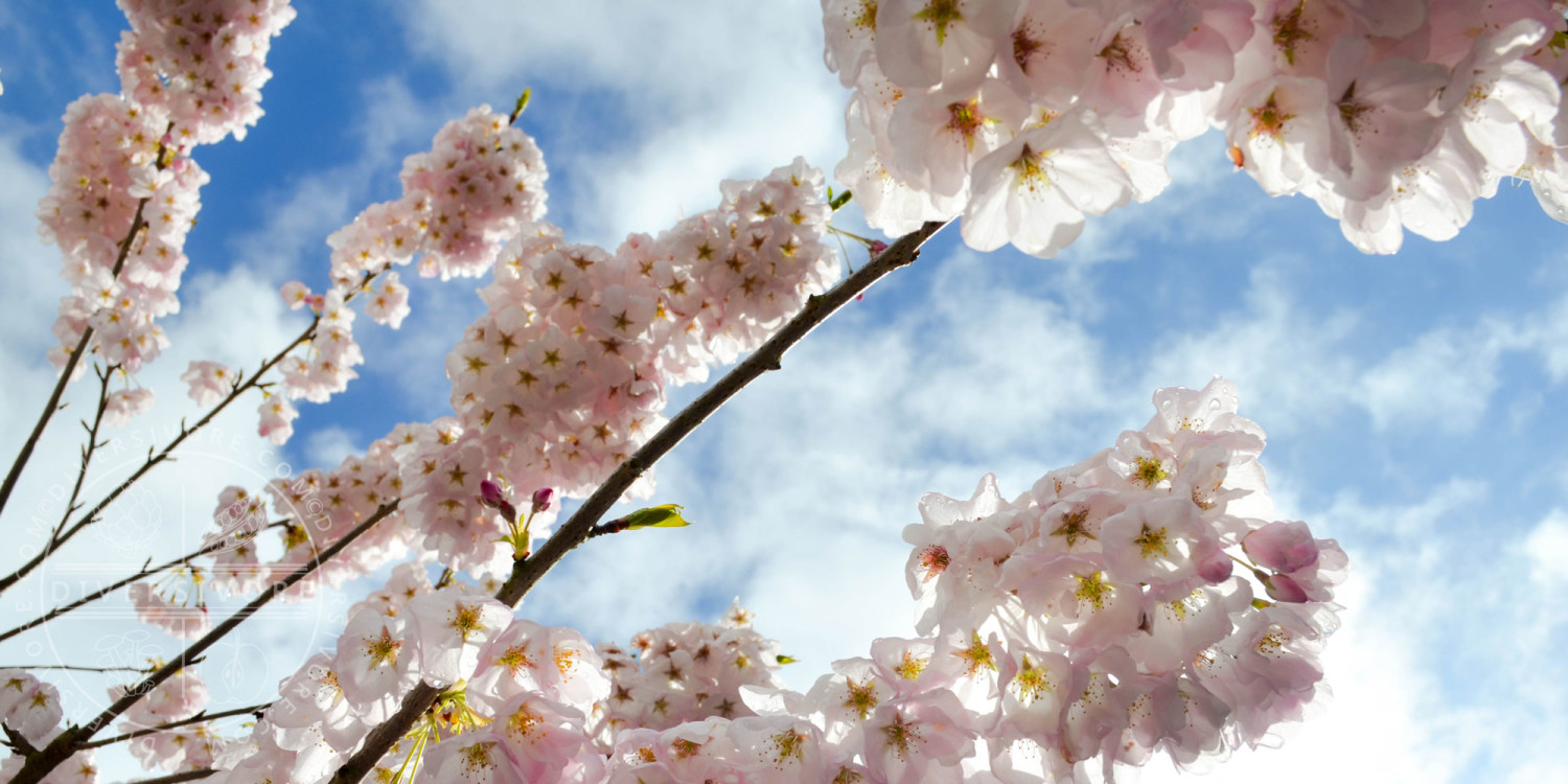 April 2016 Feature - Spring Produce Sakura Blossoms - Diversivore.com
