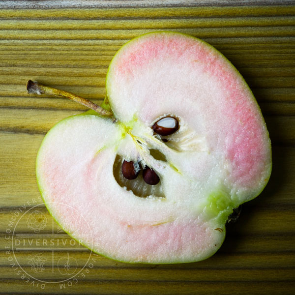 A slice of pink pearl apple, showing the pale pink interior