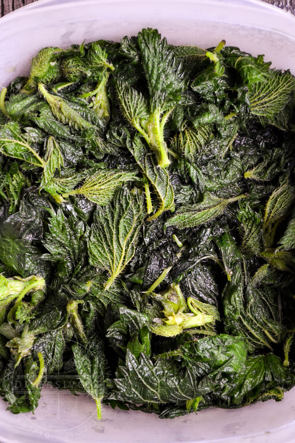 A plate of cooked stinging nettles showing the tiny spine-like hairs, rendered safe by cooking