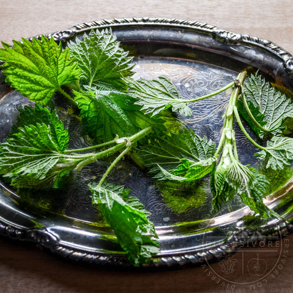 Fresh stinging nettles stalks on a silver platter