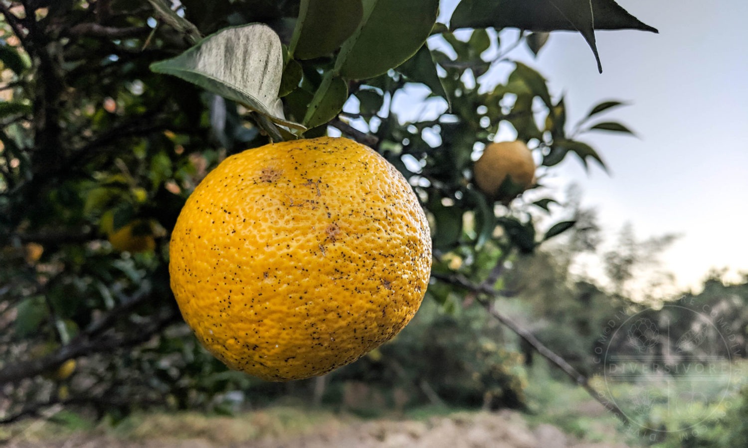 Yuzu fruit on a tree in Shikoku, Japan