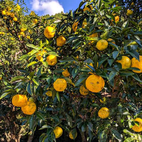 Yuzu fruits on a tree in Shikoku, Japan