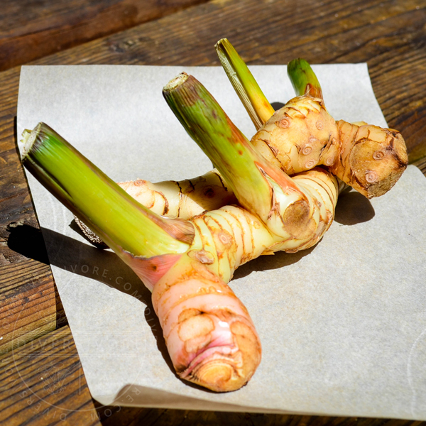 Galangal roots and stems on a sheet of parchment paper