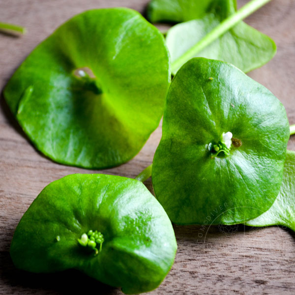 Miner's Lettuce Leaves, shown close up against a wood background