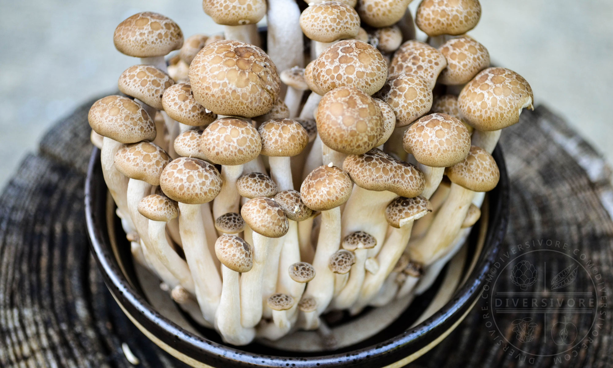 Shimeji Mushrooms How To Find Choose And Use
