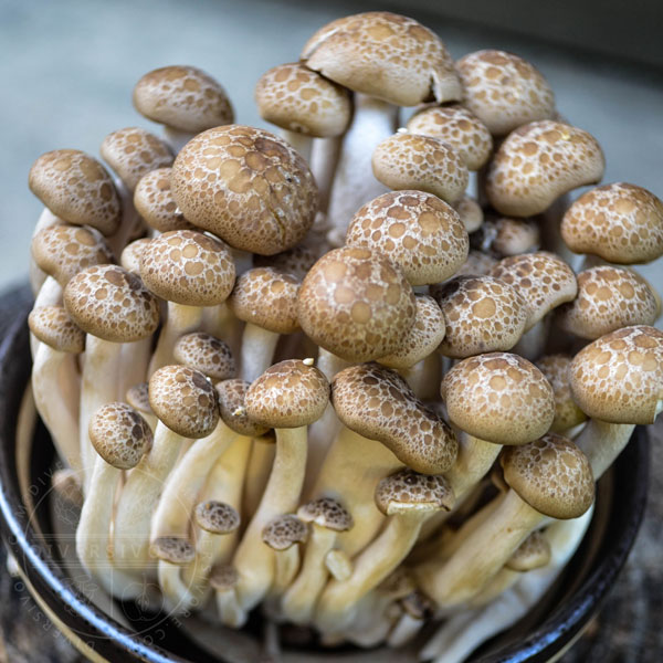 A cluster of buna-shimeji (brown shimeji) mushrooms in a small black and white bowl