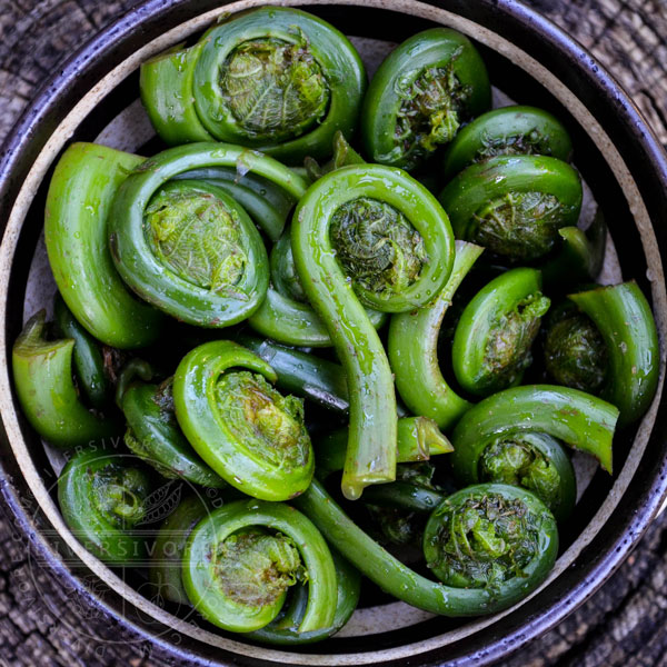 Fiddleheads in a patterned bowl on a wood backdrop