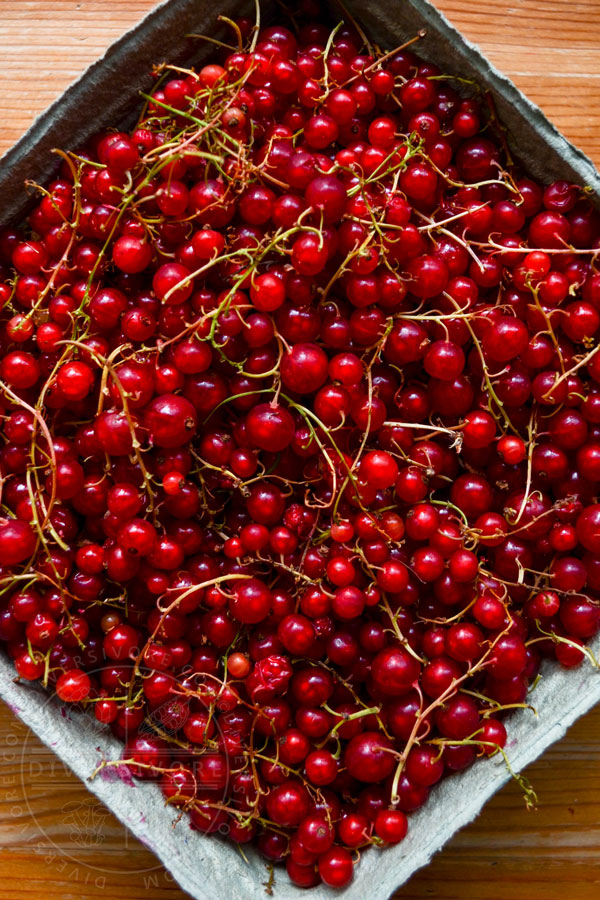 Red currants in a basket