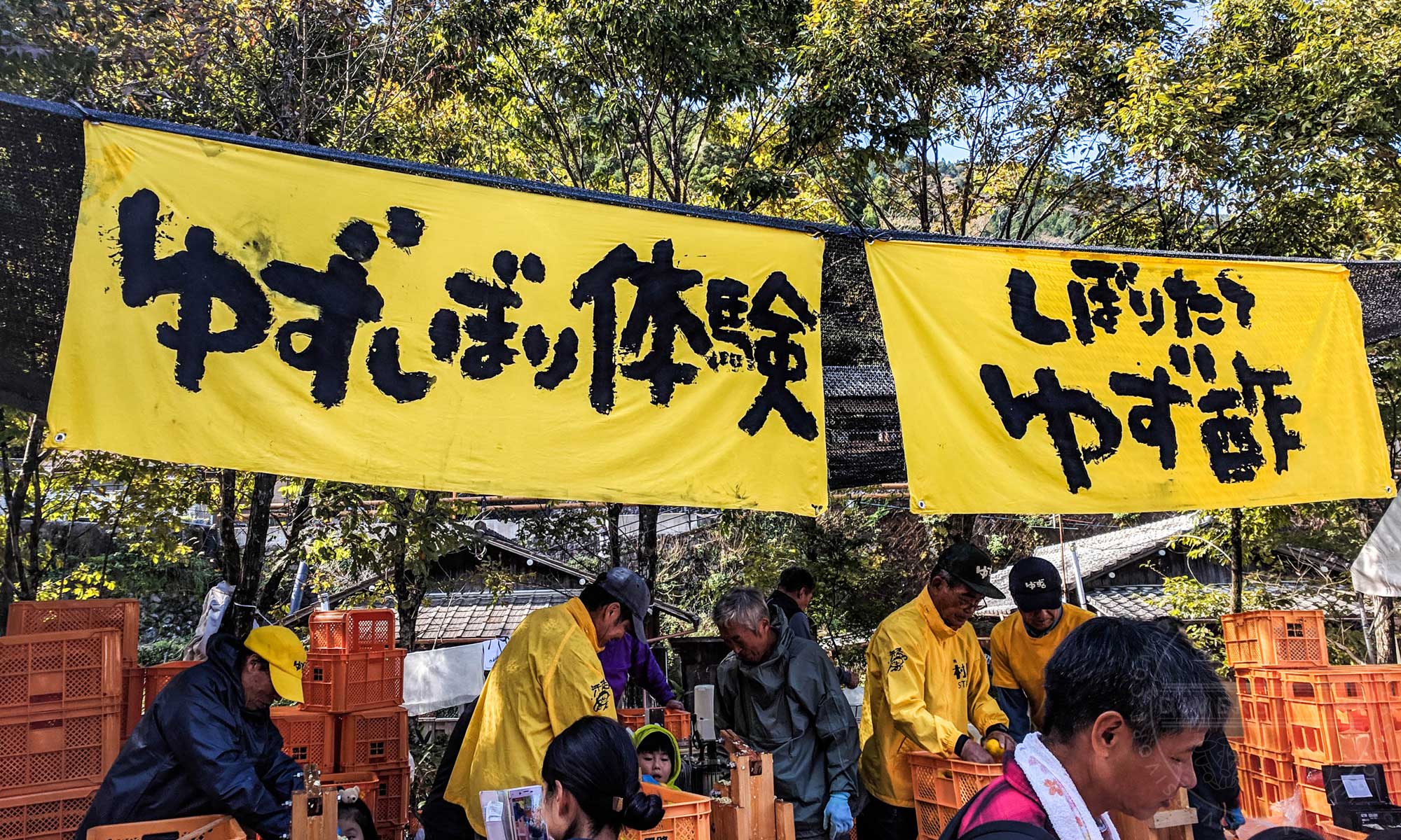 Featured image for “Unique Yuzu & The Kochi Yuzu Festival”