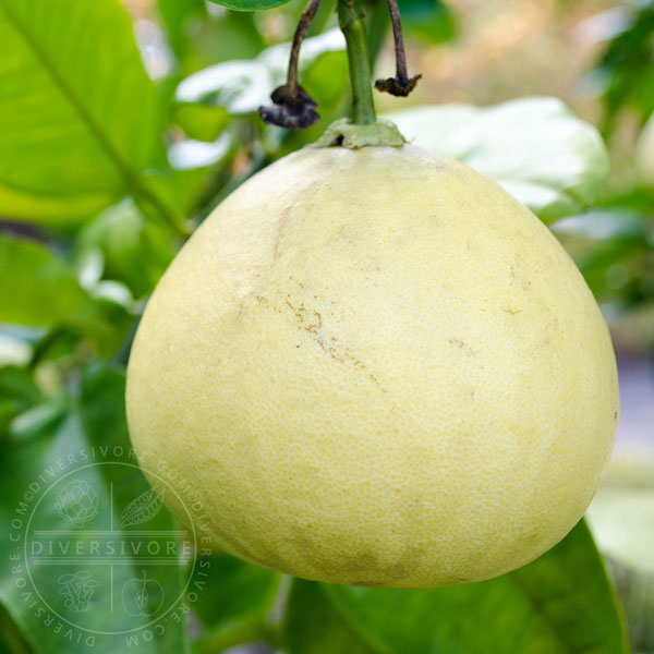 Pink-fleshed pomelo shown in cross-section.