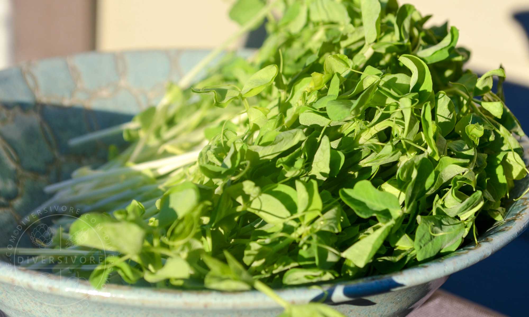 Featured image for “Pea Tips & Pea Sprouts”