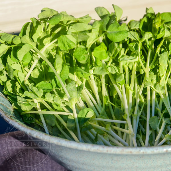 Pea sprouts (young, tender pea microgreens) in a large bowl