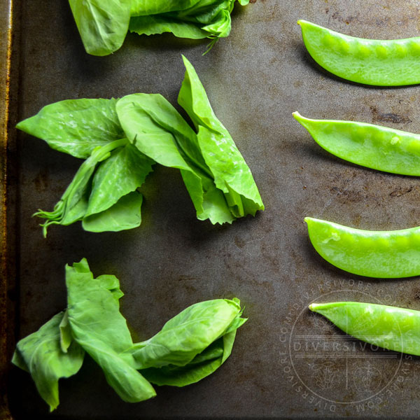 Peat tips (tender new-growth leaves, stems, & tendrils from pea plants) on a metal background with snow pea pods