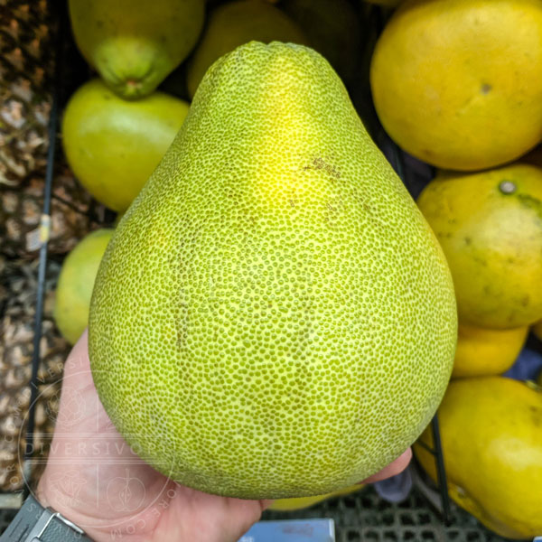 White-fleshed pomelo shown in cross-section.