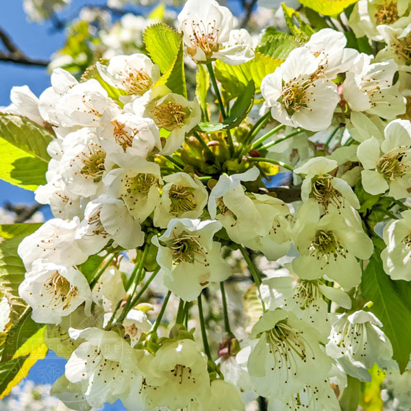 White flowers from a fruit-bearing cherry species