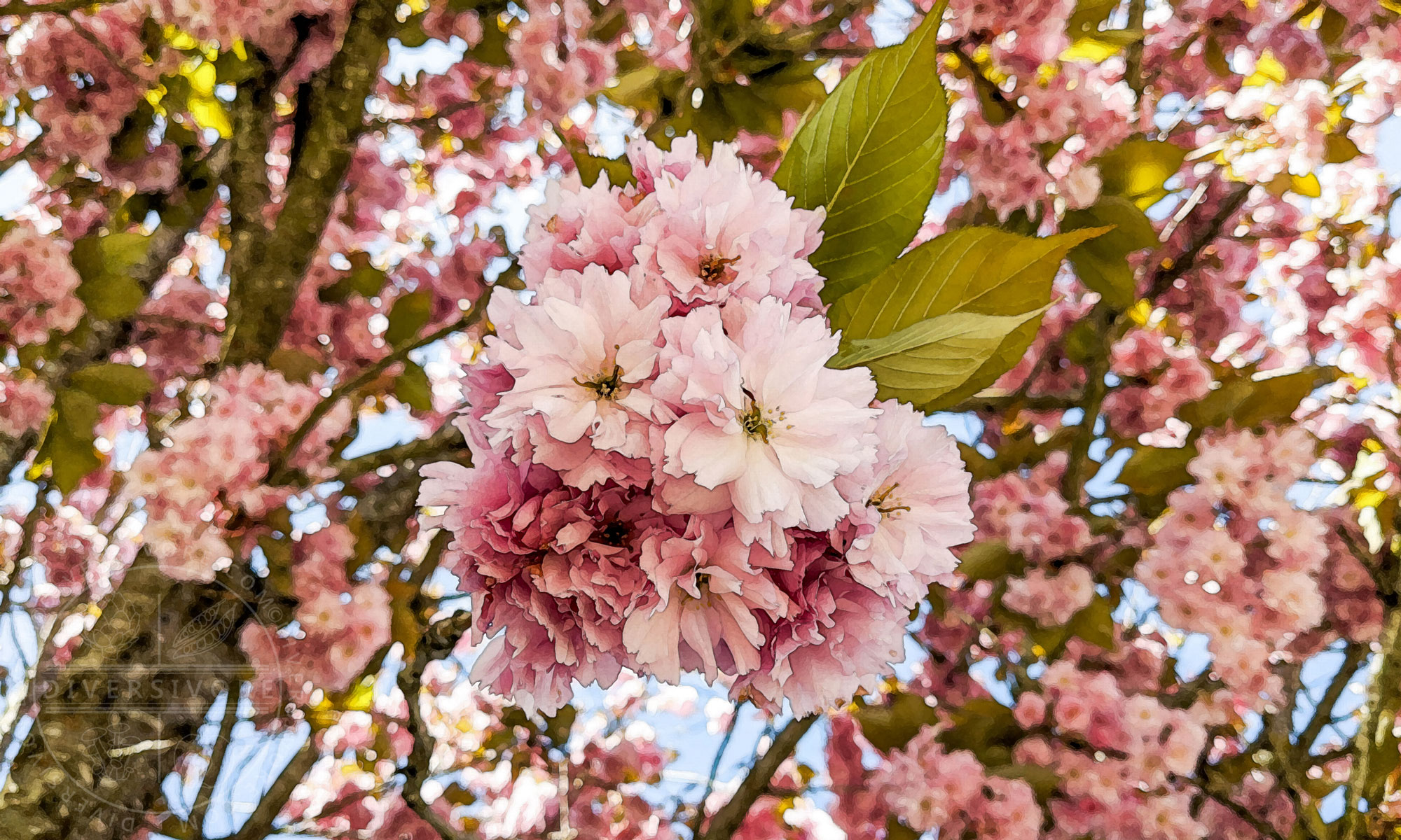 Double-flowering cherry blossoms (sakura) in a watercolour style