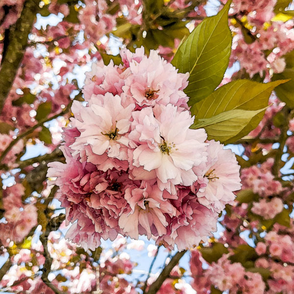 Double-flowering cherry blossoms (sakura) in a watercolour style