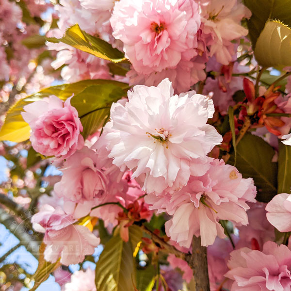 Double-flowering Japanese cherry (sakura) blossoms and leaves on the tree