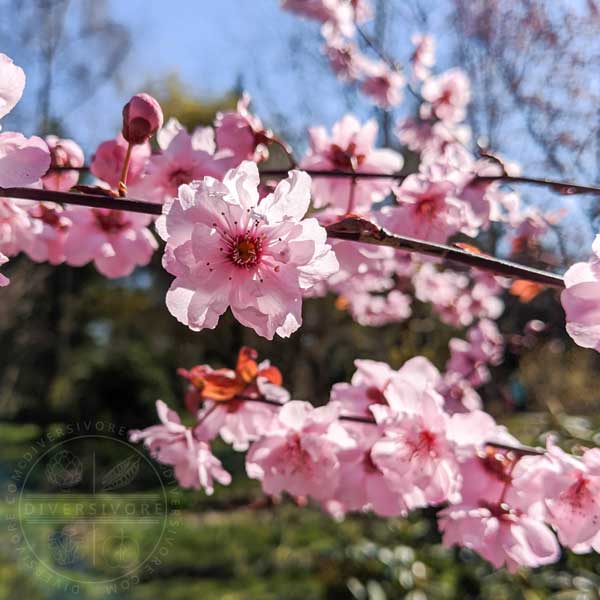 Double-flowering plum blossoms