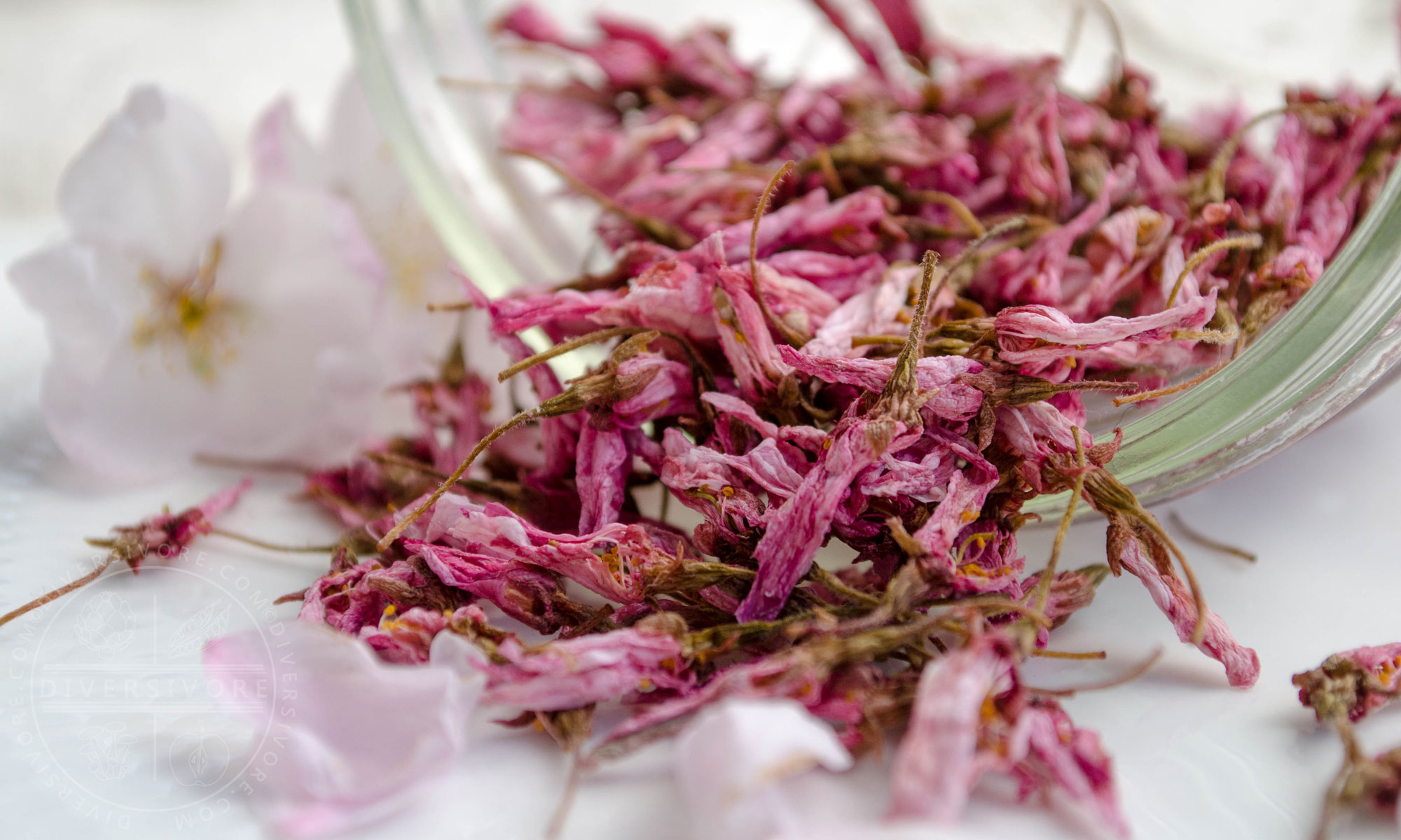 Preserved, dried sakura (Japanese cherry blossoms) spilling out of a glass jar,