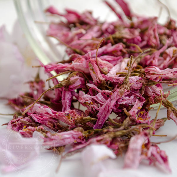 Preserved, dried sakura (Japanese cherry blossoms) spilling out of a glass jar,