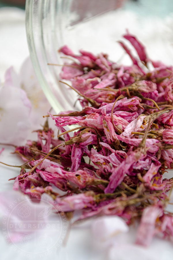 Preserved, dried sakura (Japanese cherry blossoms) spilling out of a glass jar,