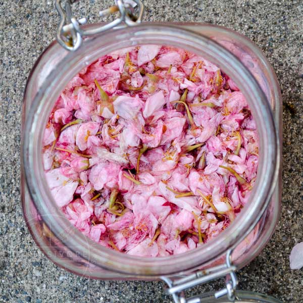 Salted cherry blossoms in a jar, covered in vinegar to preserve them