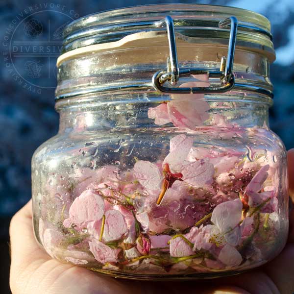 Salted sakura (cherry blossoms) in a jar