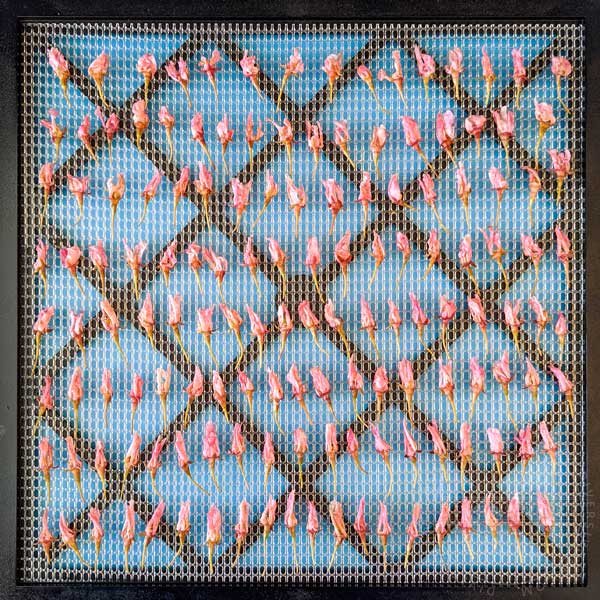 Preserved cherry blossoms spread out on a dehydrator tray