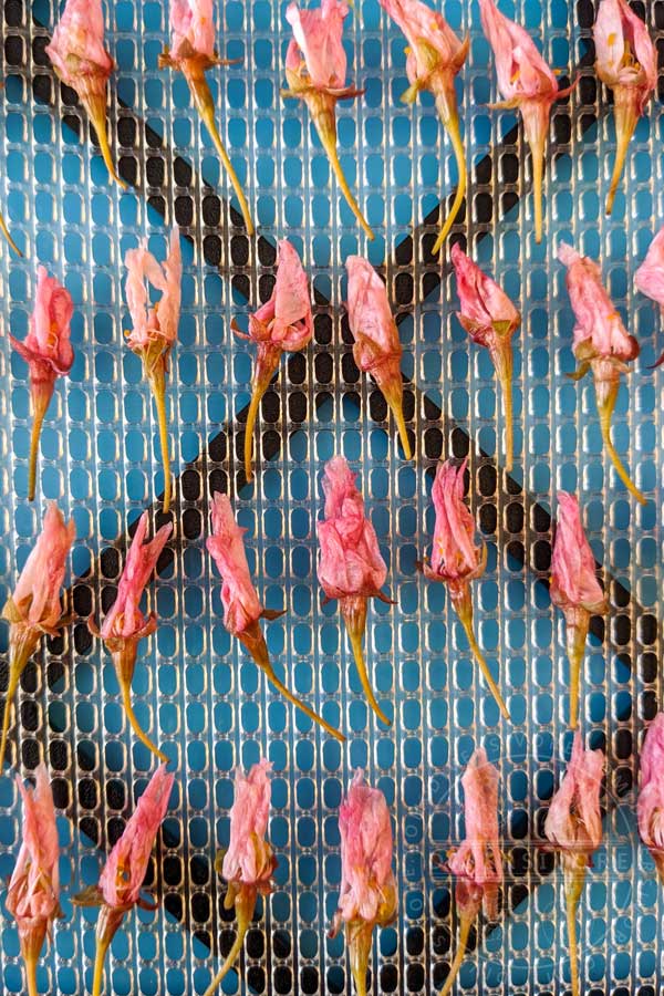 Closeup of preserved cherry blossoms laid out to dry on a dehydrator tray