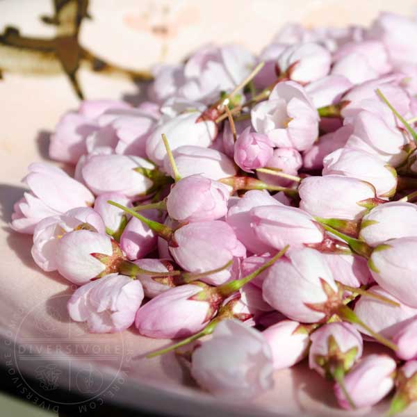 Partially opened sakura (cherry) blossoms on a pink plate