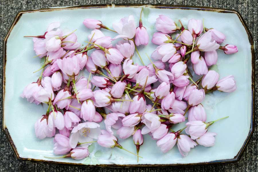 New, partially opened sakura (cherry blossoms) on an oblong octagonal blue plate