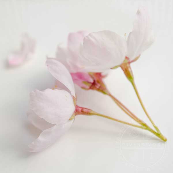 A bundle of sakura (ornamental cherry) flowers on a white background