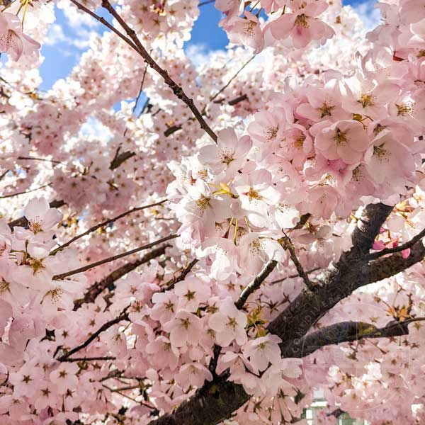 Single-flowering Japanese cherry (sakura) blossoms on the tree, in full bloom.