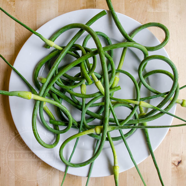Garlic scapes on a white plate