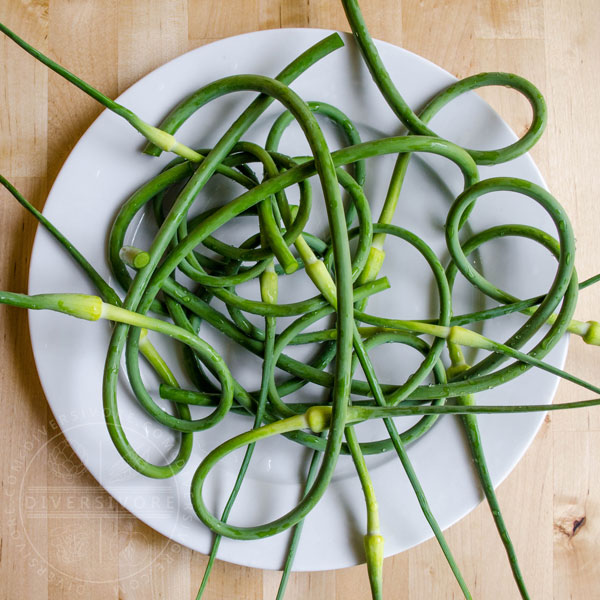 Garlic Scapes - How to Choose, Use & Cook Them