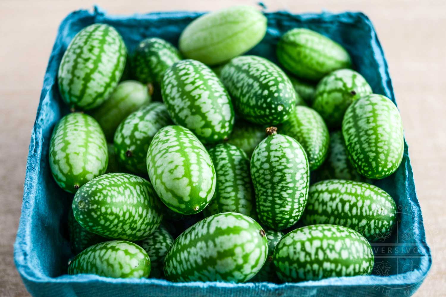 Cucumber (Mexican Sour Gherkin, Cucamelon), 'Sandita