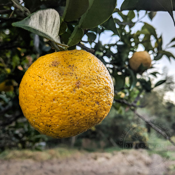 Yuzu on a tree in Kochi, Japan