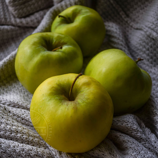 Ginger Gold apples