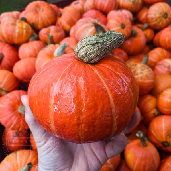 Red kuri squash, shown in the author's hand