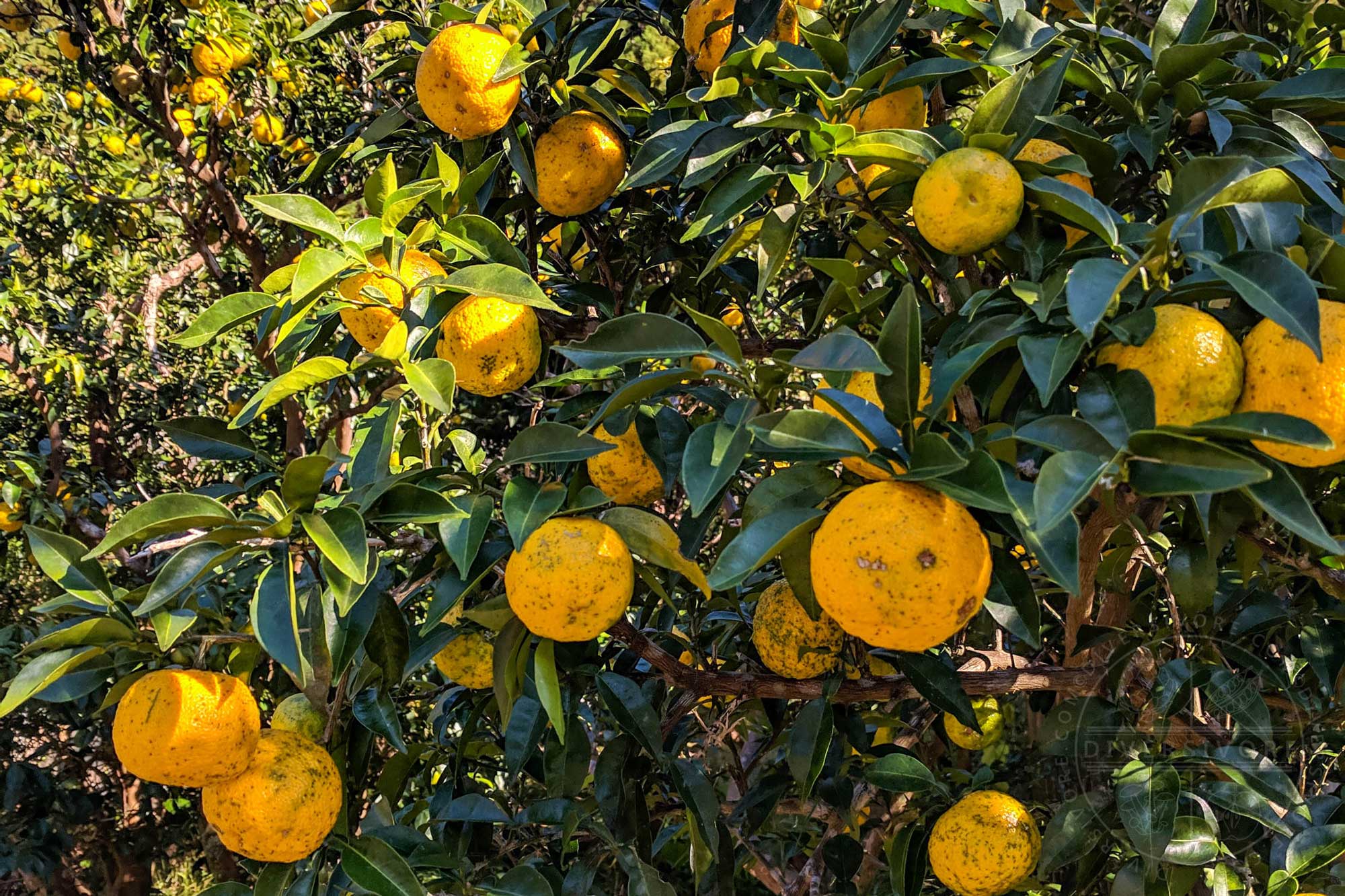 Featured image for “Yuzu – How to Find, Choose, & Use It”