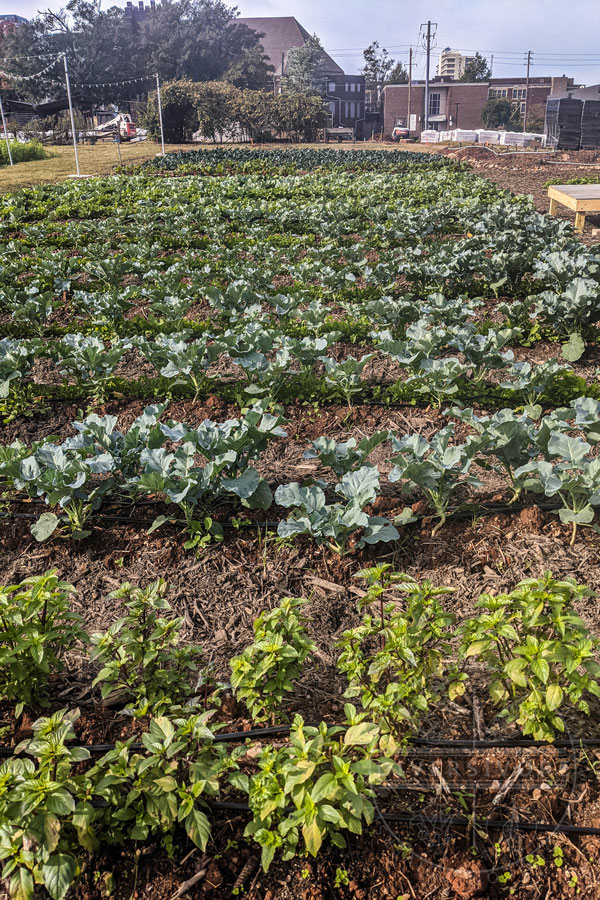 Fields at the Jones Valley Teaching Farm, Birmingham, Alabama