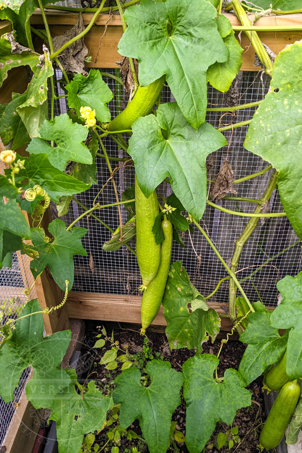 Loofah gourd growing in the Bruno Vegetable Garden at the Birmingham Botanical Gardens