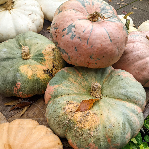 Heirloom pumpkins at the Birmingham Botanical Gardens in Alabama